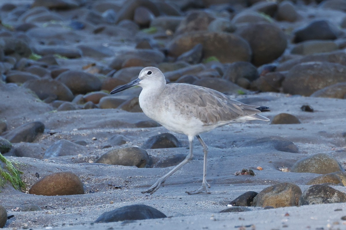 Willet - ML614530305