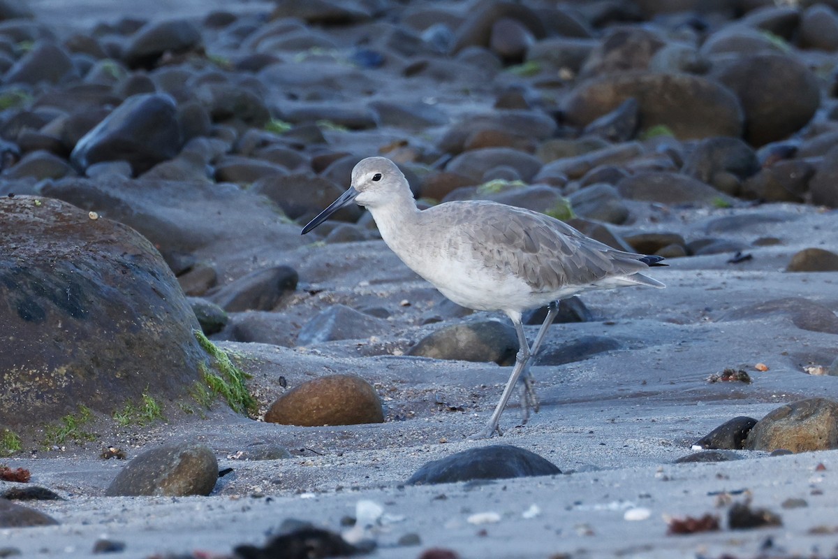 Willet - ML614530306