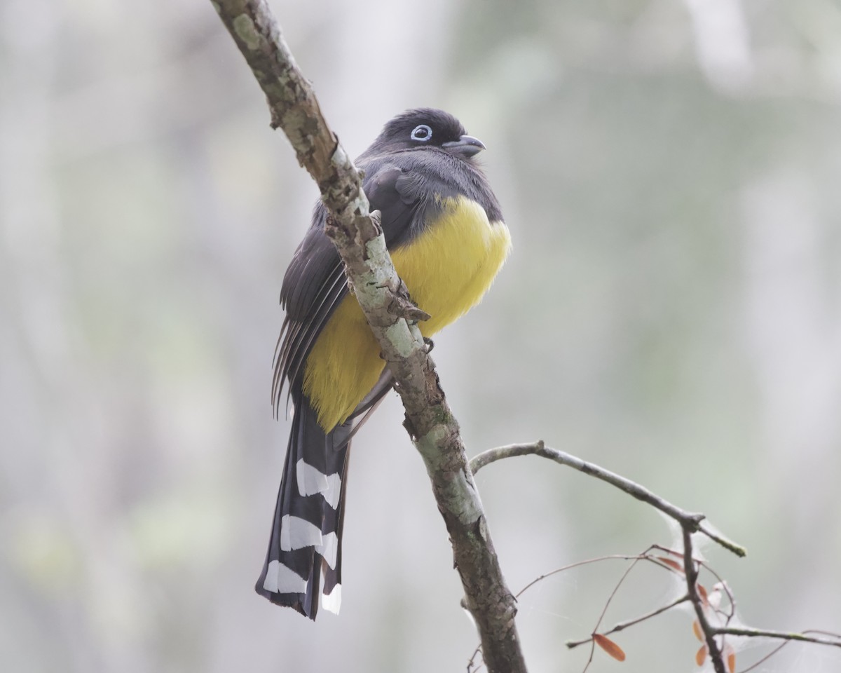 Black-headed Trogon - ML614530310