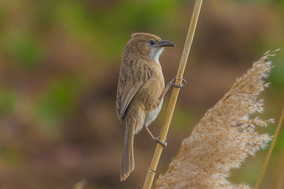 Iraq Babbler - Ömer Faruk Durdu