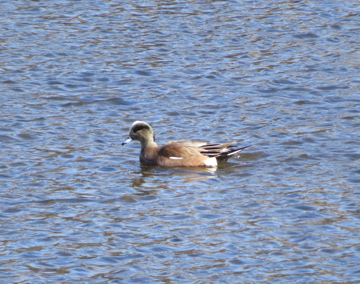 American Wigeon - ML614530324