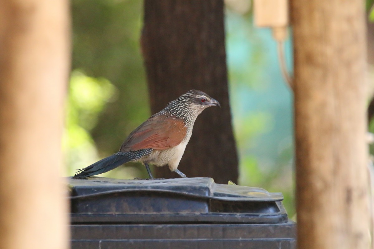 White-browed Coucal - ML614530369