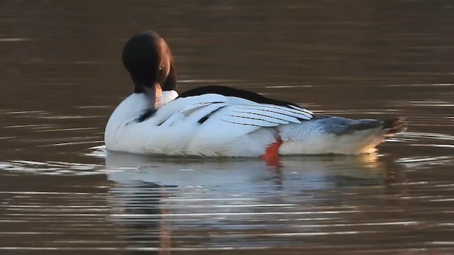 Common Merganser - ML614530382