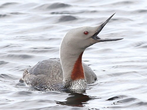 Red-throated Loon - David Cooper