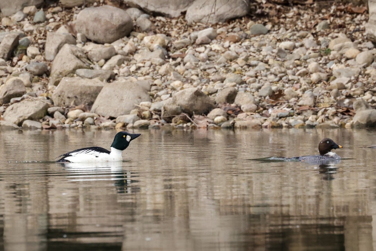 Common Goldeneye - ML614530389