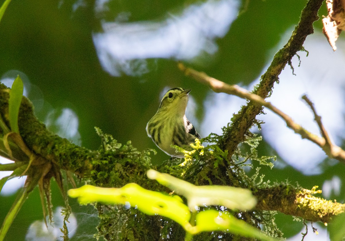 Black-and-white Warbler - Annika Anderson