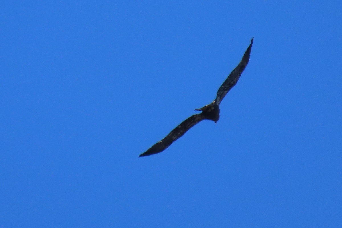 Bald Eagle - ML614530470