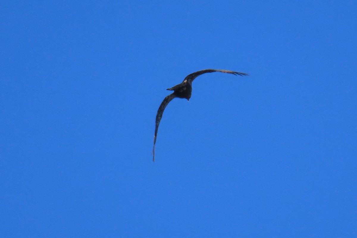 Bald Eagle - ML614530471