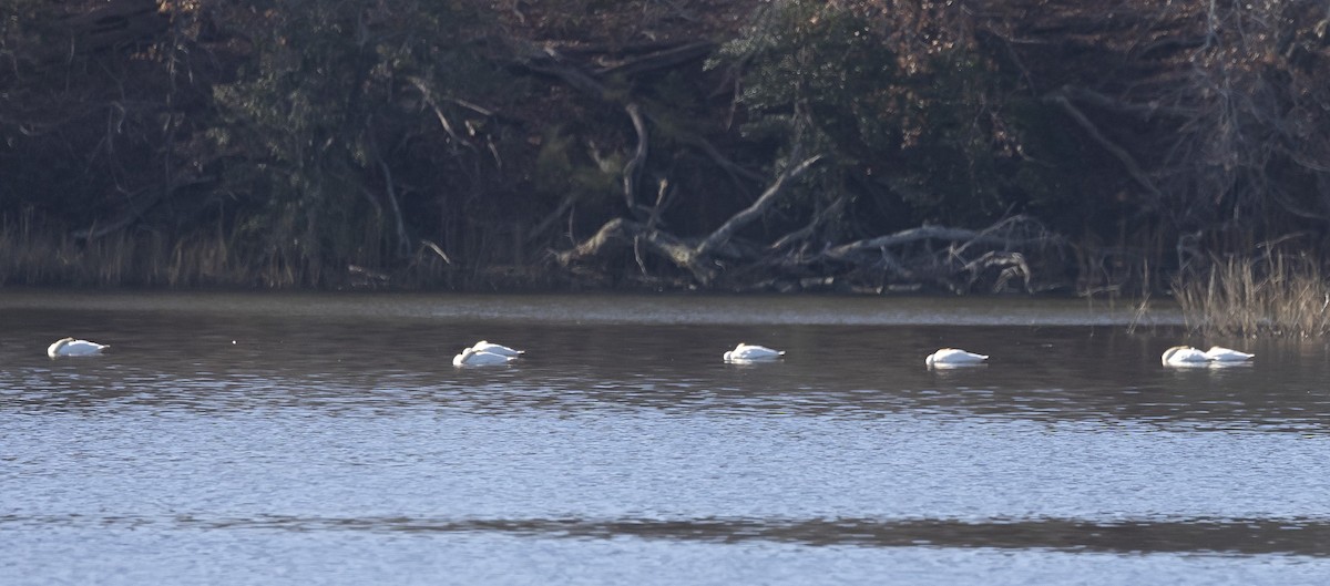 Tundra Swan - ML614530524