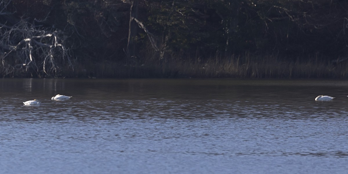 Tundra Swan - ML614530525