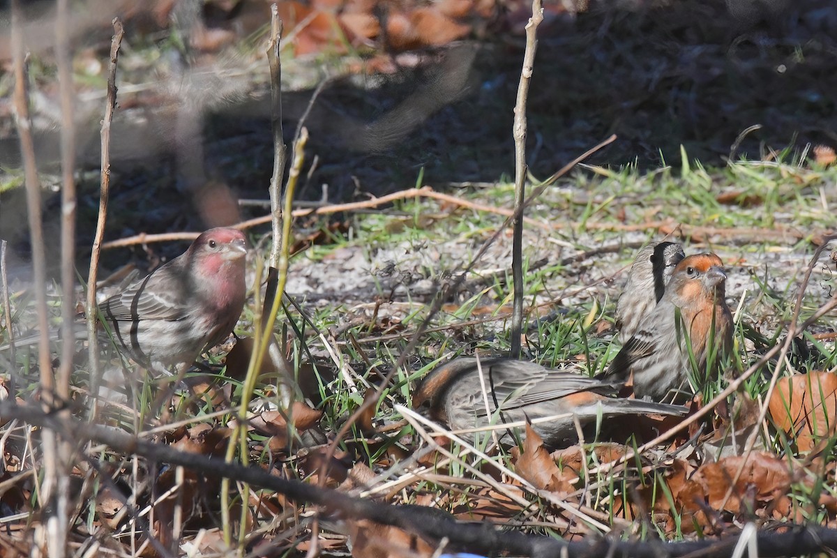 House Finch - ML614530583