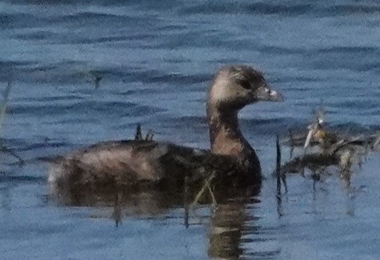 Pied-billed Grebe - ML614530585