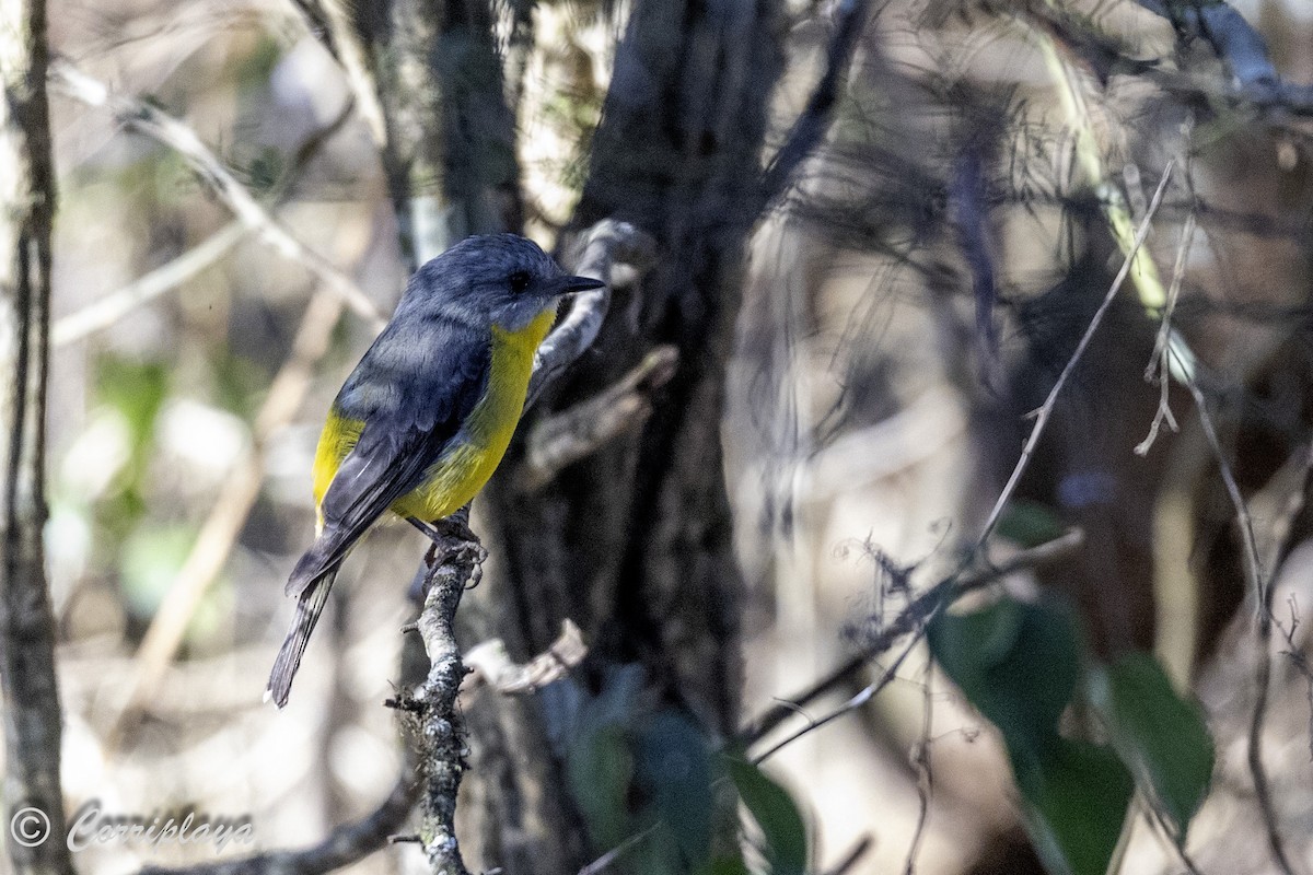 Eastern Yellow Robin - ML614530594