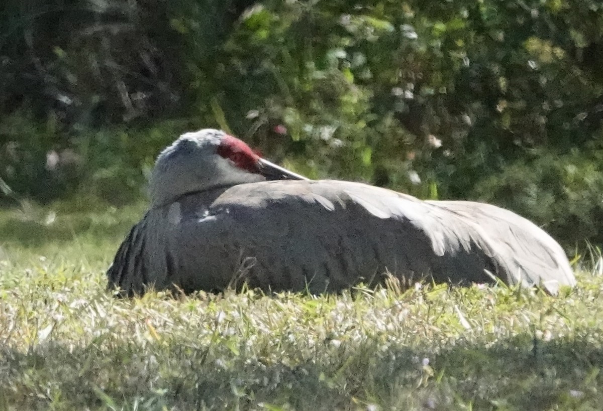 Sandhill Crane - ML614530596