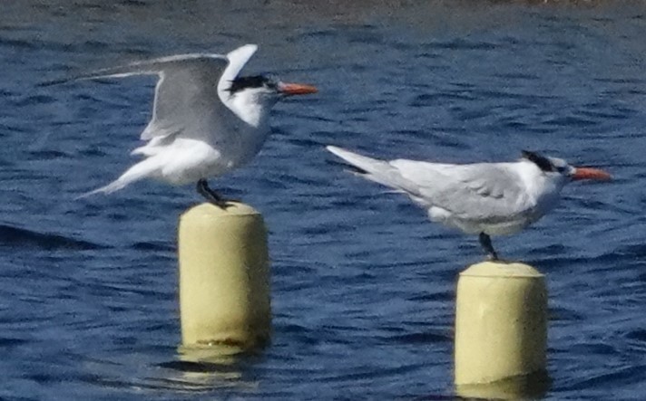 Royal Tern - ML614530603