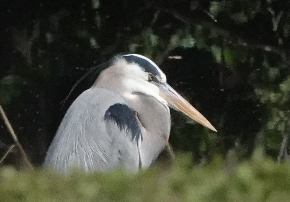 Great Blue Heron - ML614530615