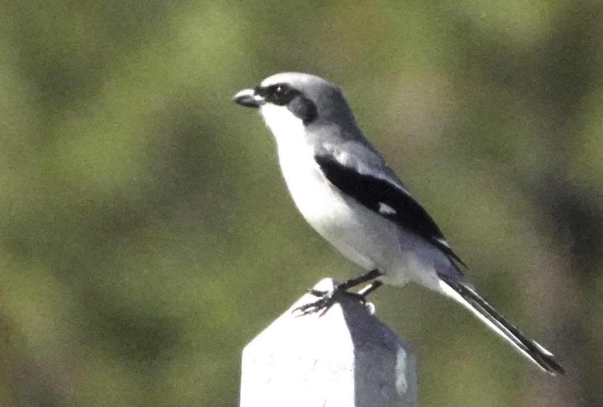 Loggerhead Shrike - ML614530627