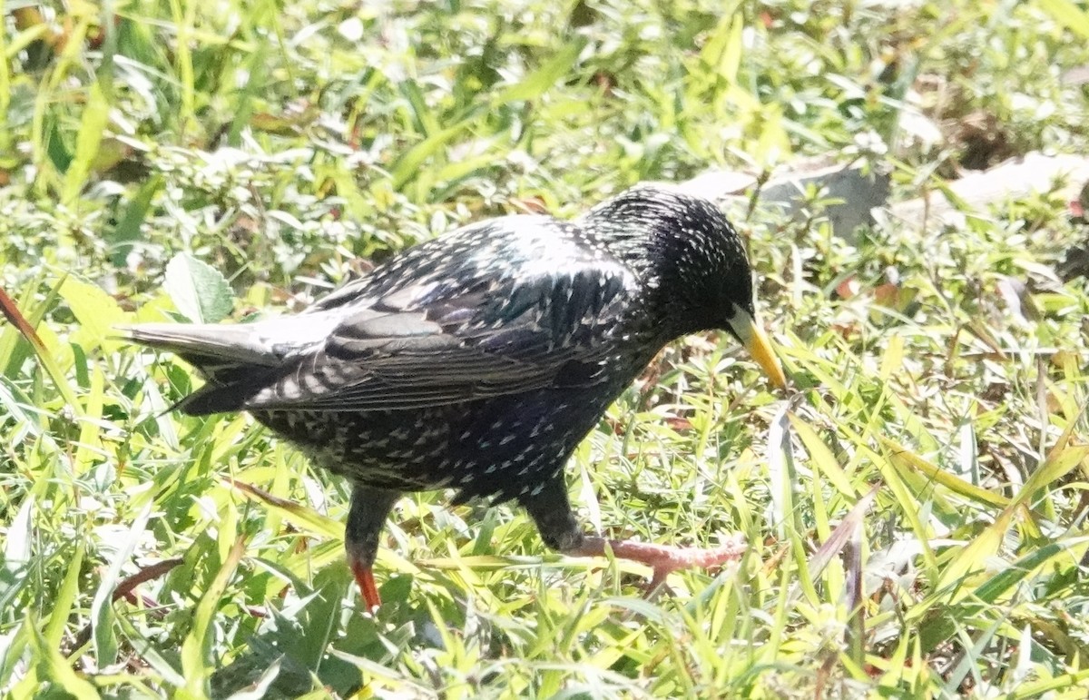 European Starling - ML614530634