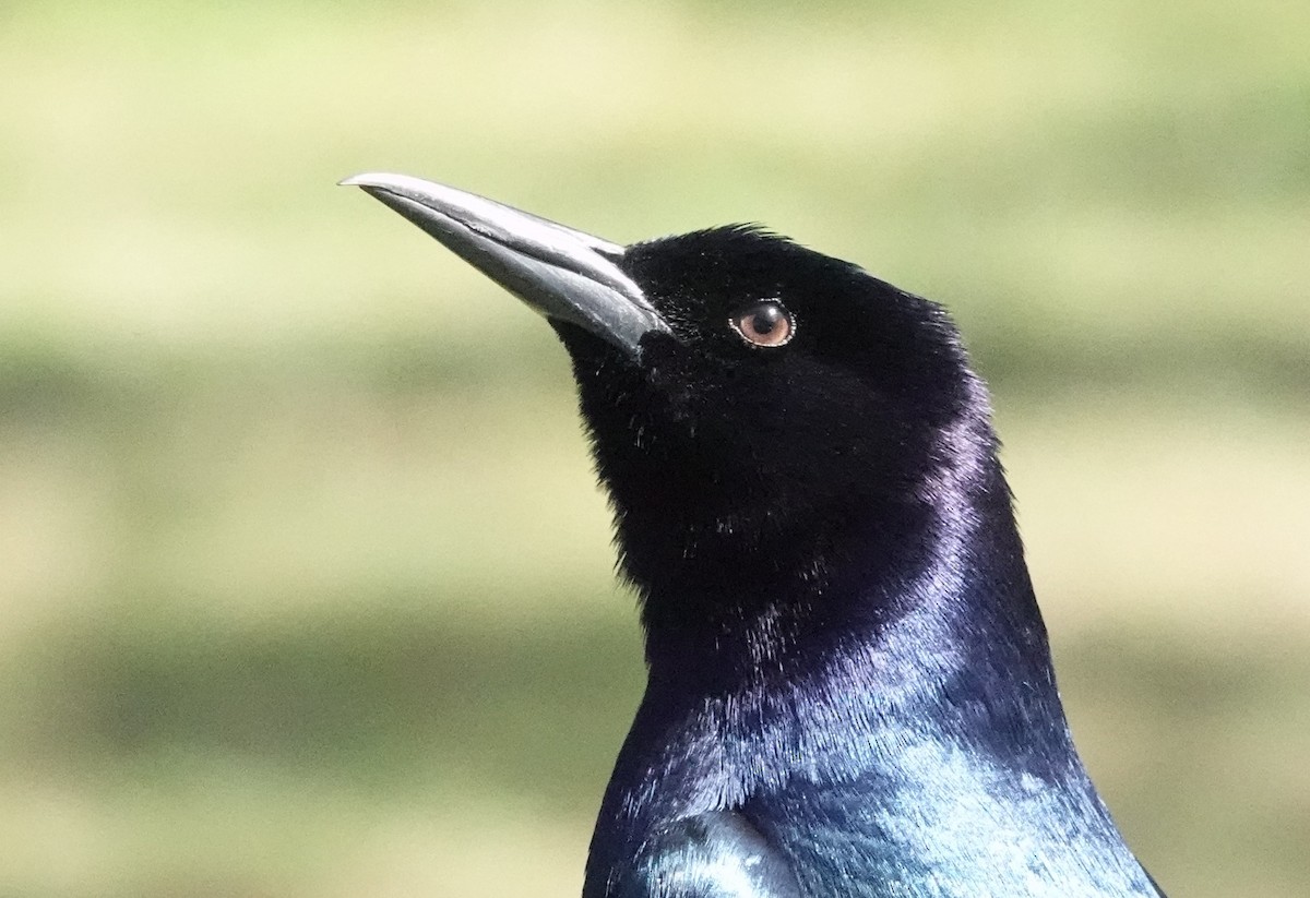 Boat-tailed Grackle - ML614530650