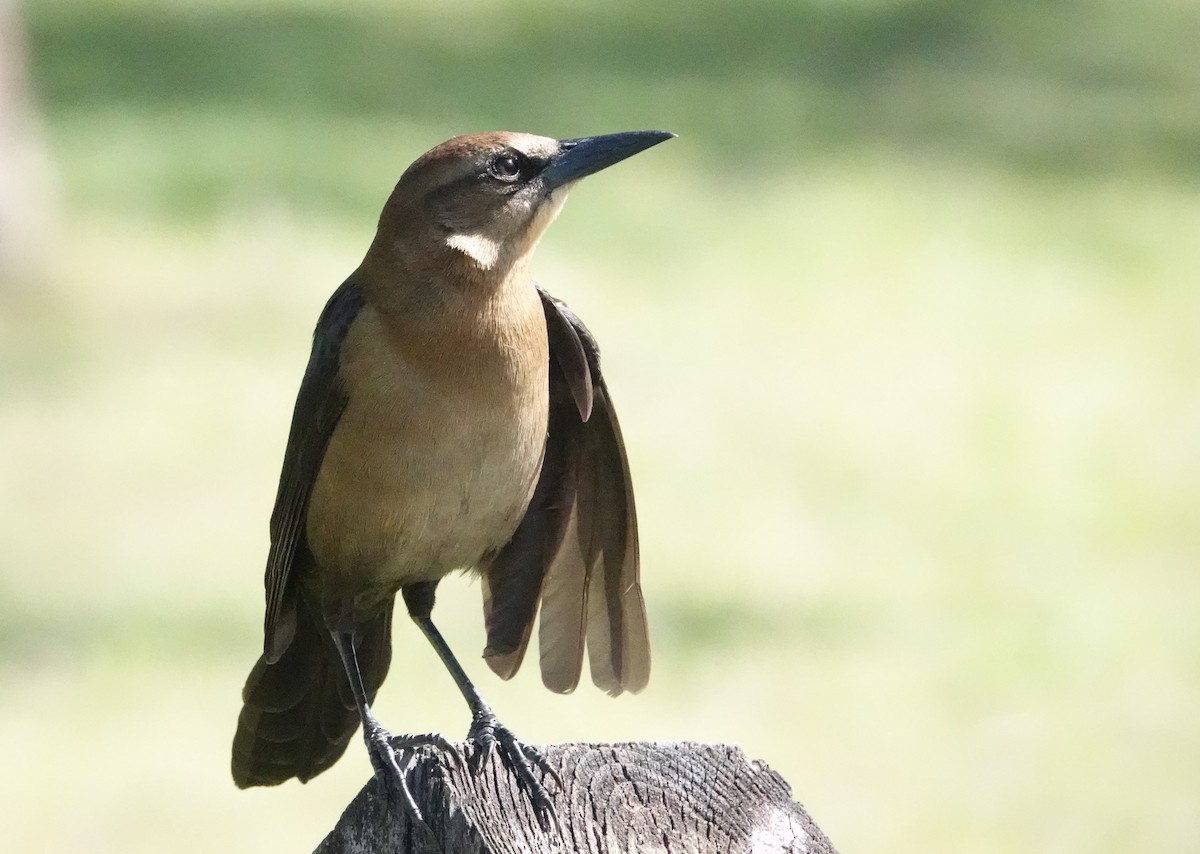 Boat-tailed Grackle - ML614530651