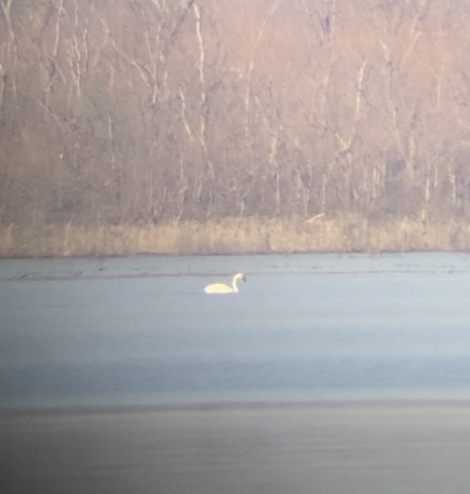 Tundra Swan - Jeffrey Jackson