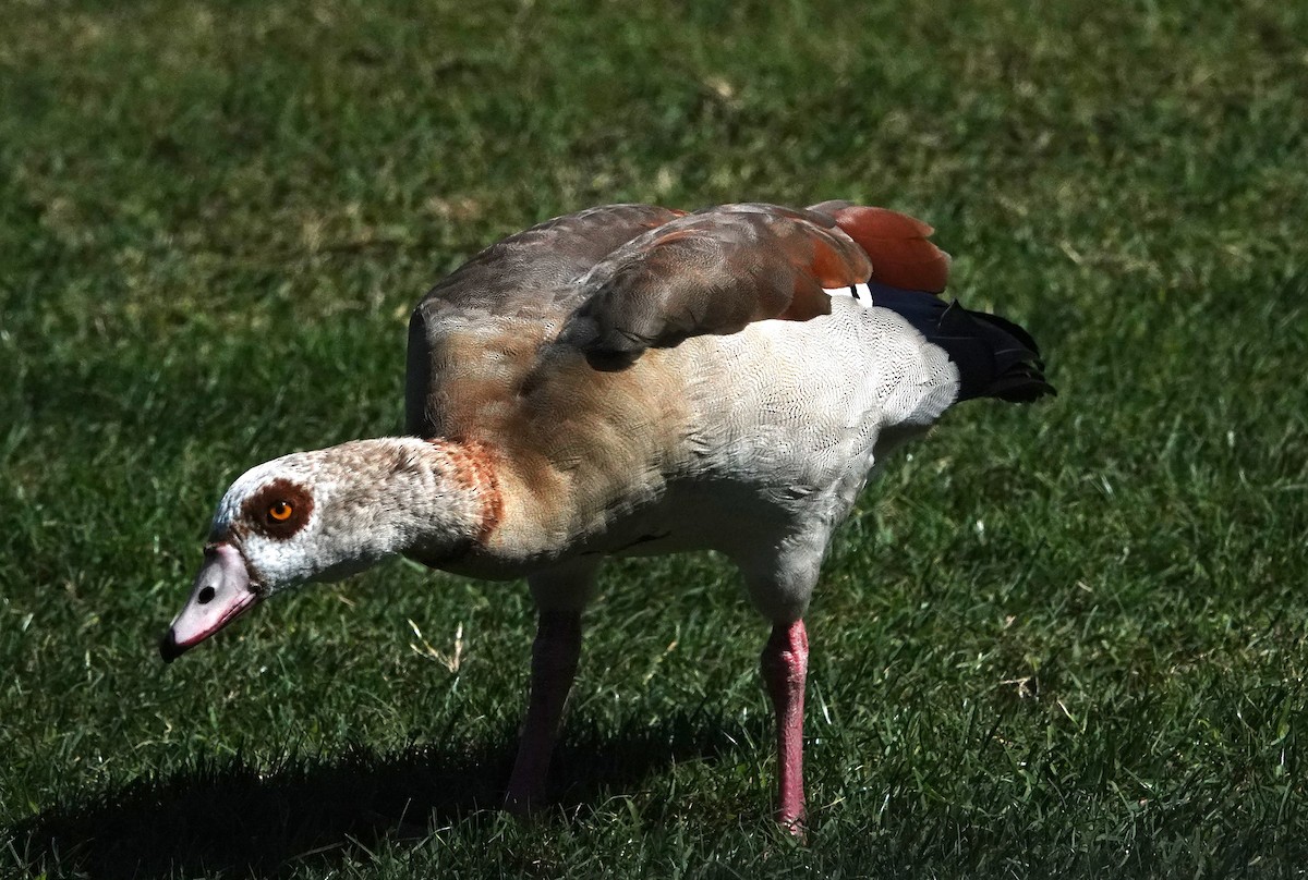 Egyptian Goose - ML614530704