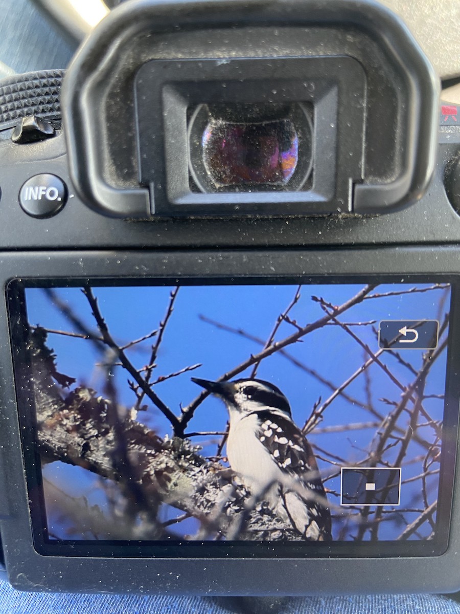 Hairy Woodpecker - ML614530727