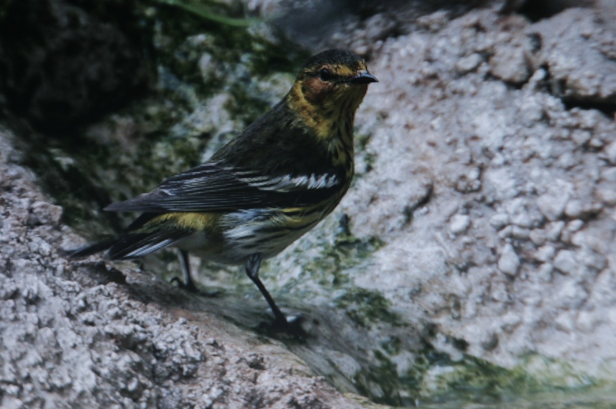 Cape May Warbler - ML614530856