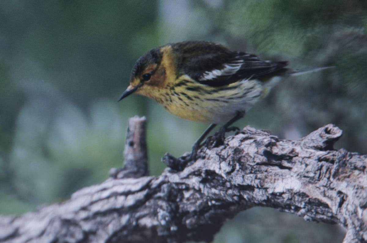 Cape May Warbler - ML614530870