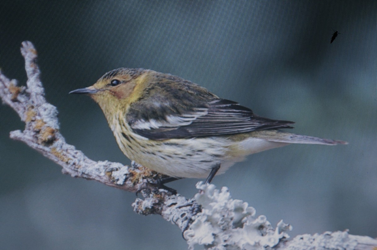 Cape May Warbler - ML614530872