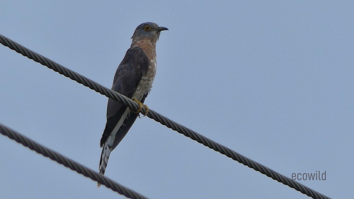 Common Hawk-Cuckoo - ML614530893