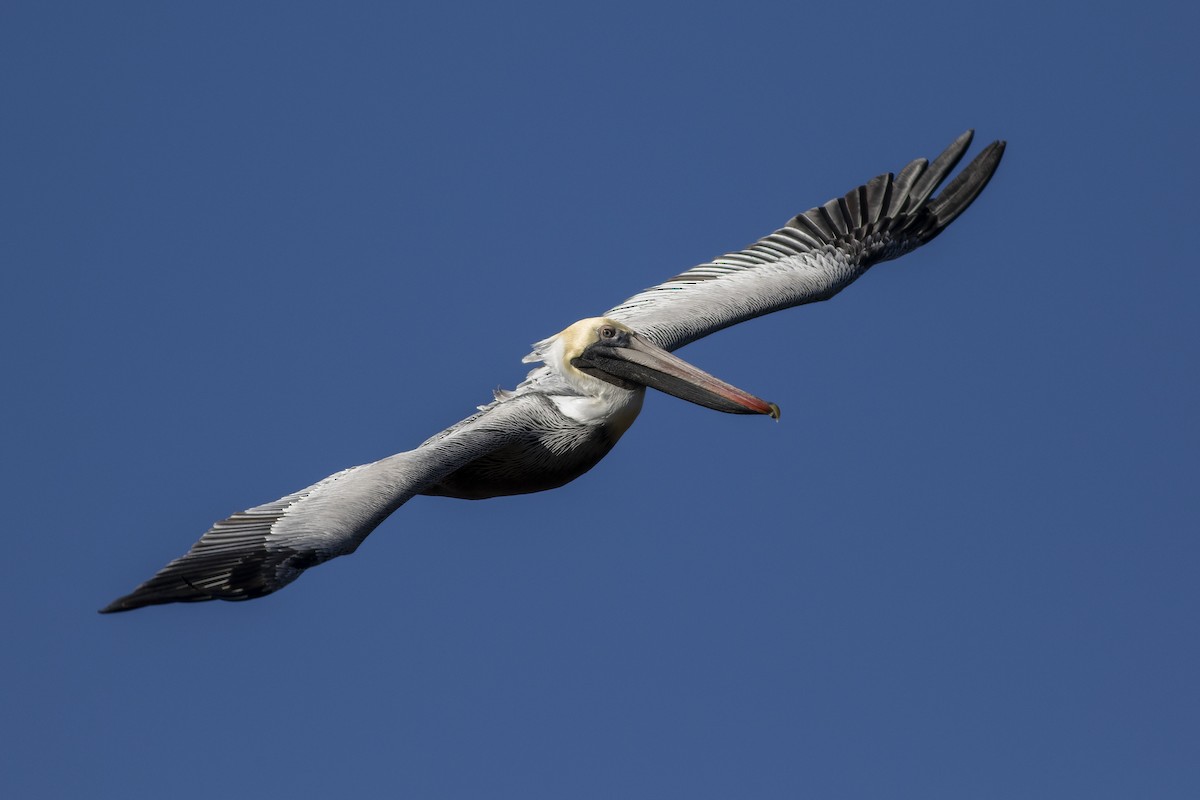 Brown Pelican - ML614530910