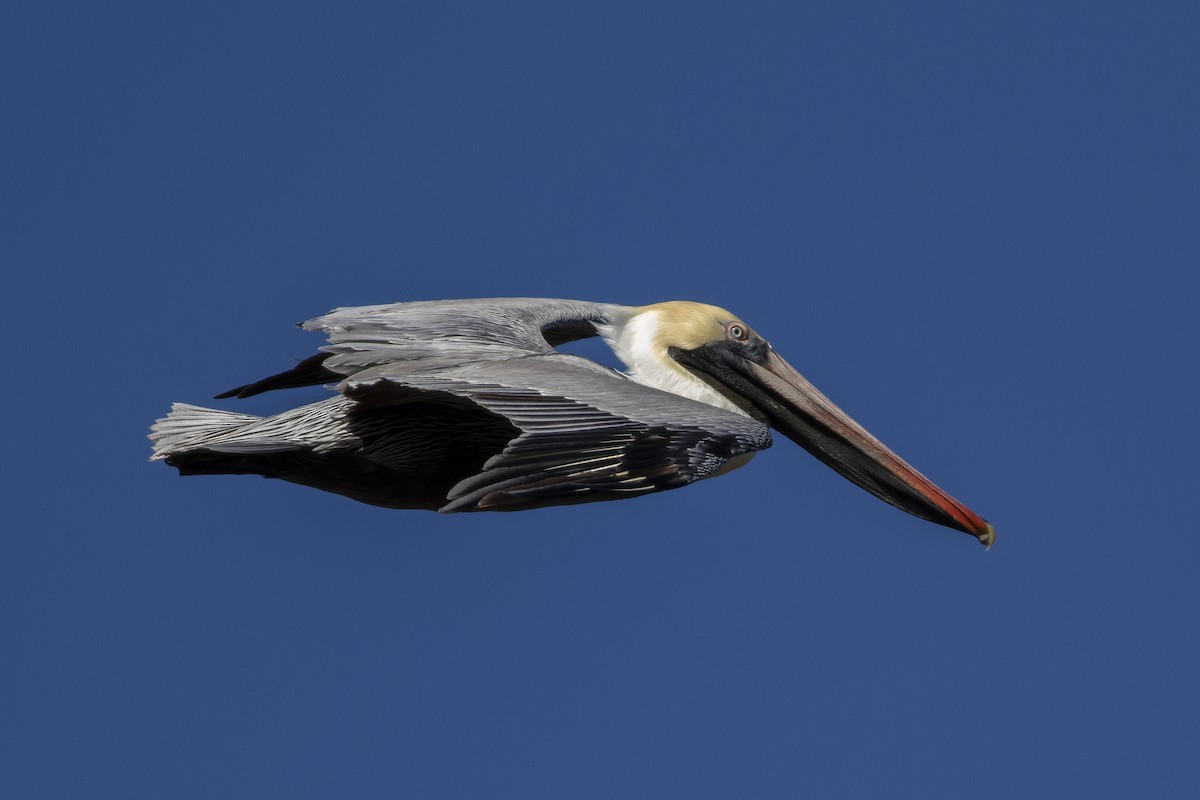 Brown Pelican - ML614530911