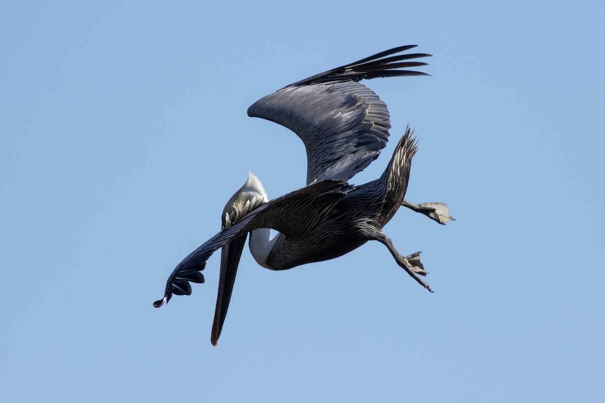 Brown Pelican - ML614530912