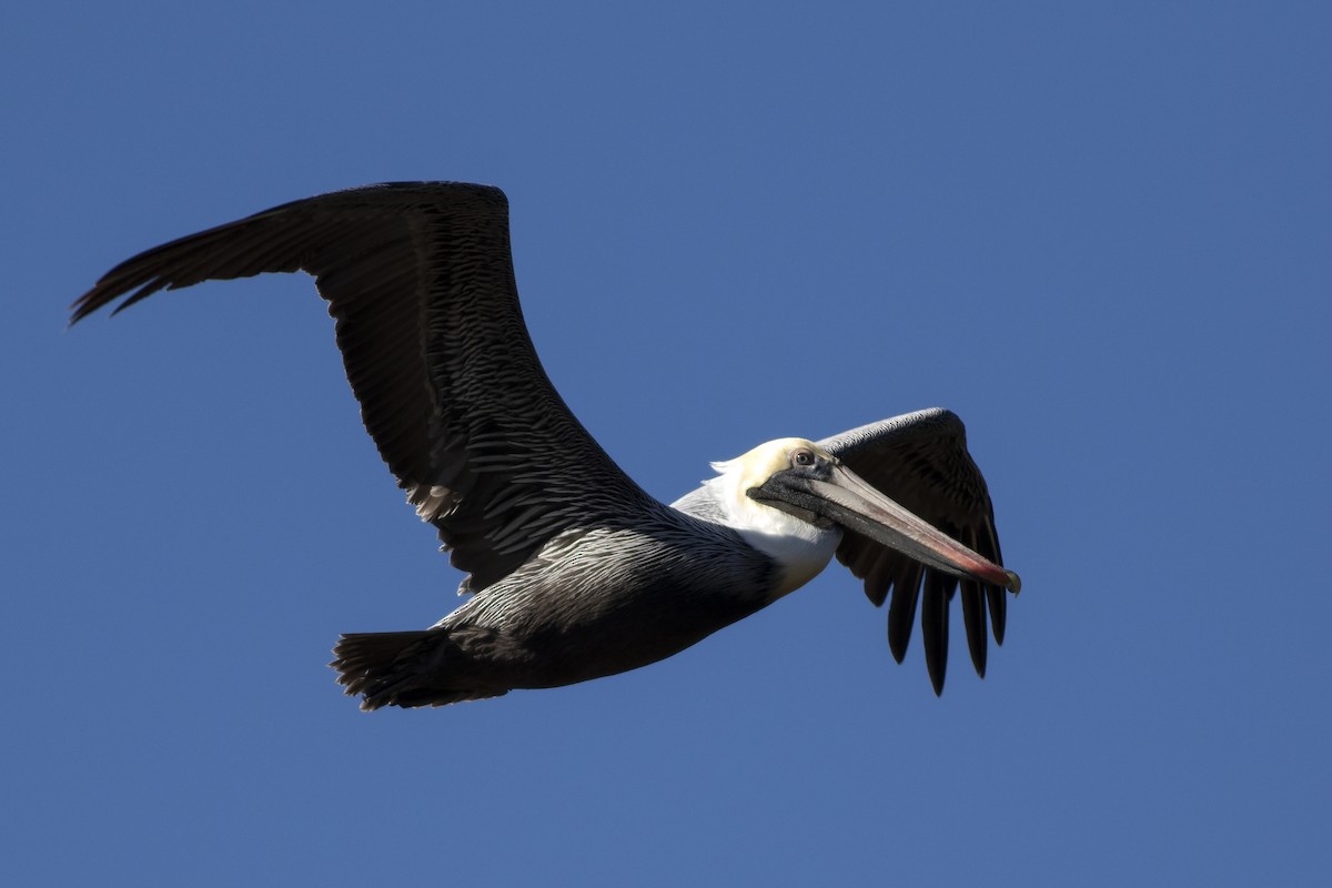 Brown Pelican - ML614530913