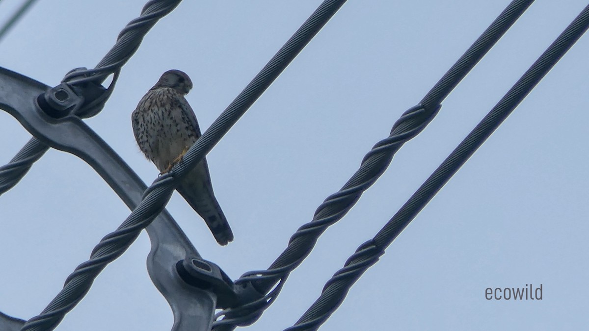 Eurasian Kestrel - ML614530921