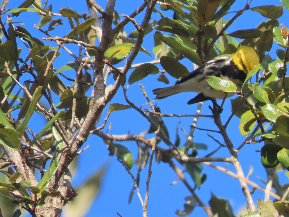 Black-throated Green Warbler - ML614530974