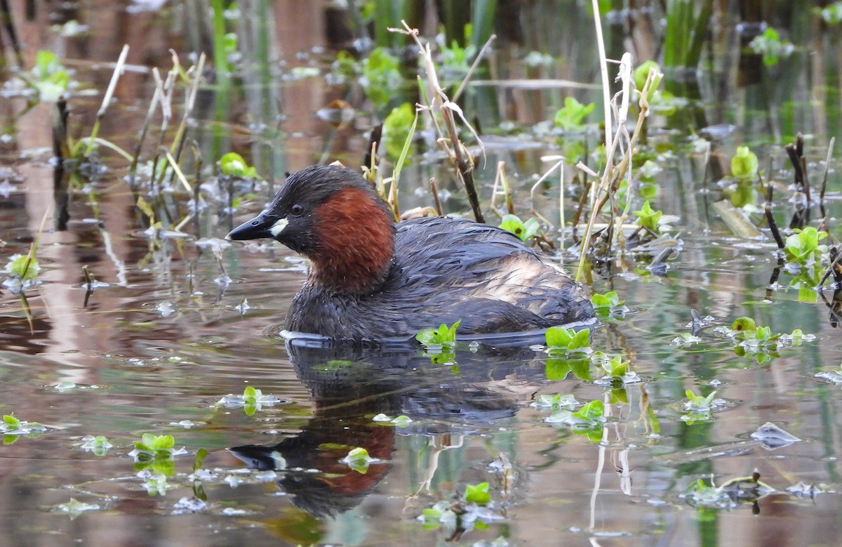 Little Grebe - Paul Lewis