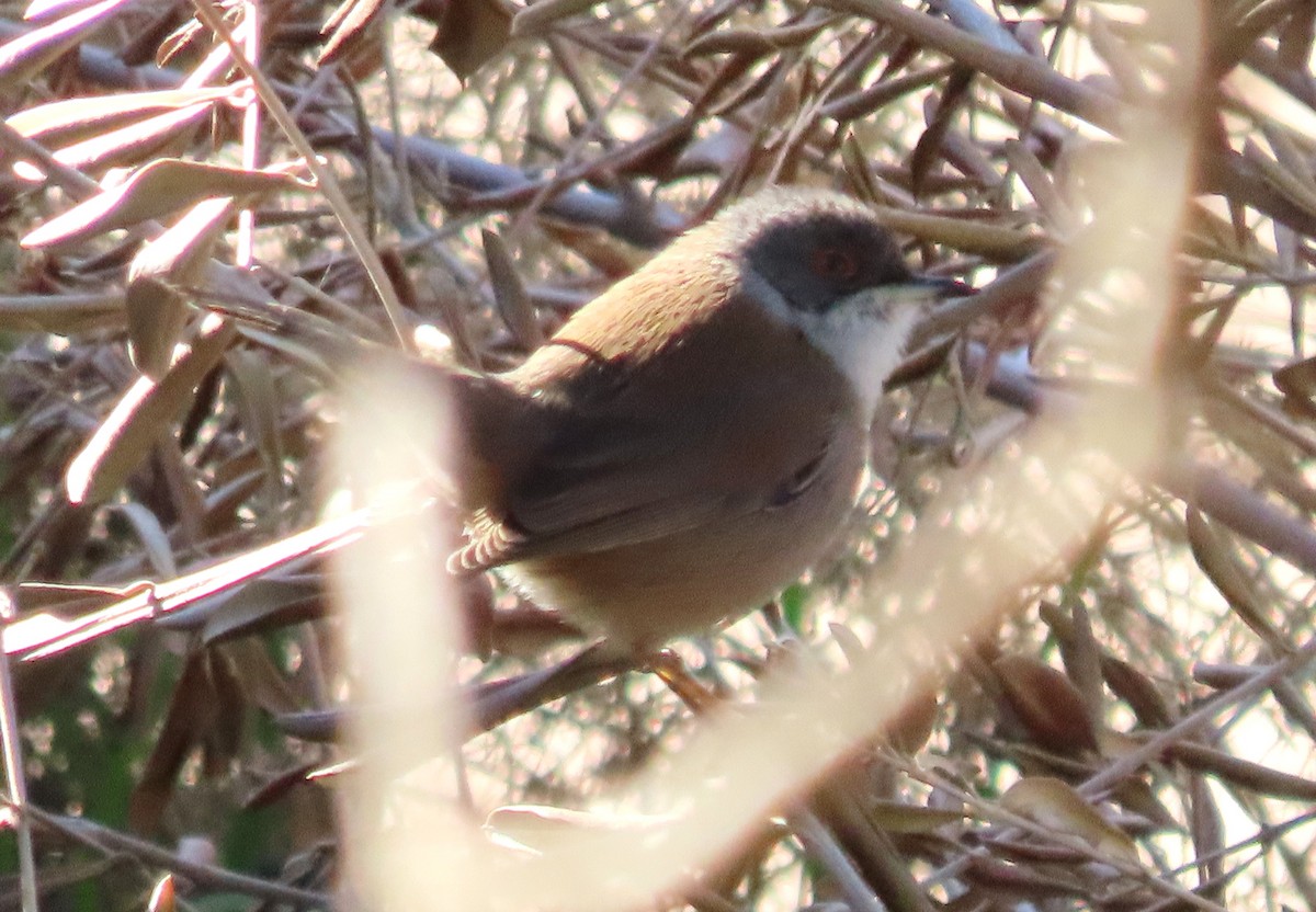 Sardinian Warbler - Alfonso Luengo