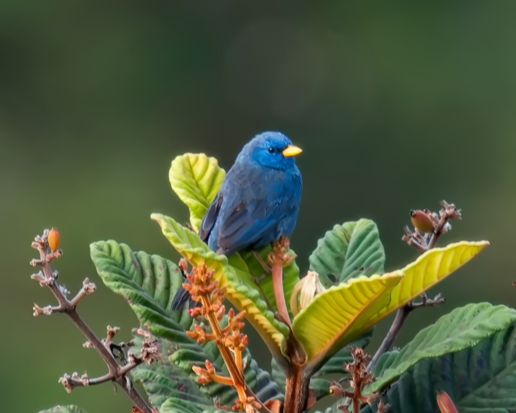 Blue Finch - Amaury Pimenta