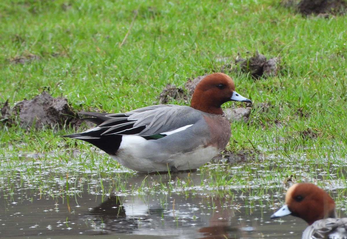 Eurasian Wigeon - ML614531060