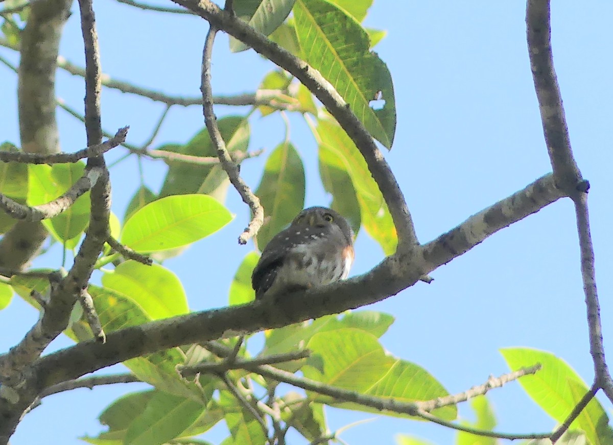 Colima Pygmy-Owl - ML614531061