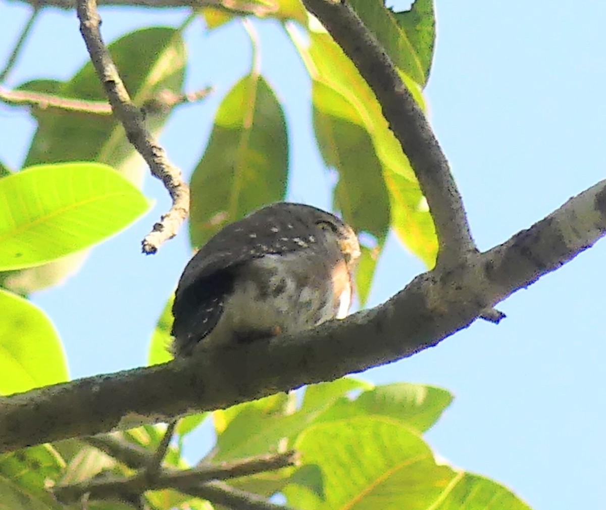 Colima Pygmy-Owl - Dave Busch