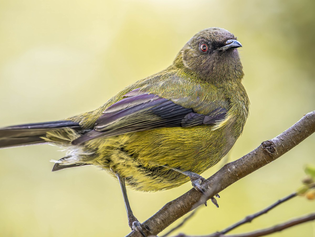 New Zealand Bellbird - ML614531080