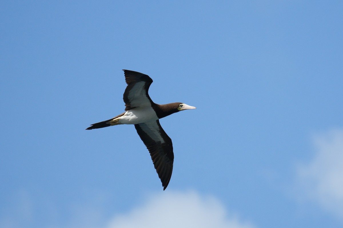 Brown Booby - Ryszard Chudzik