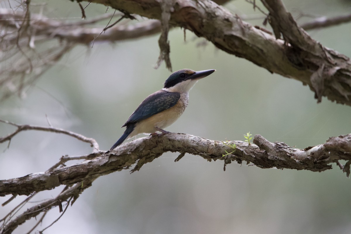 Sacred Kingfisher - ML614531192