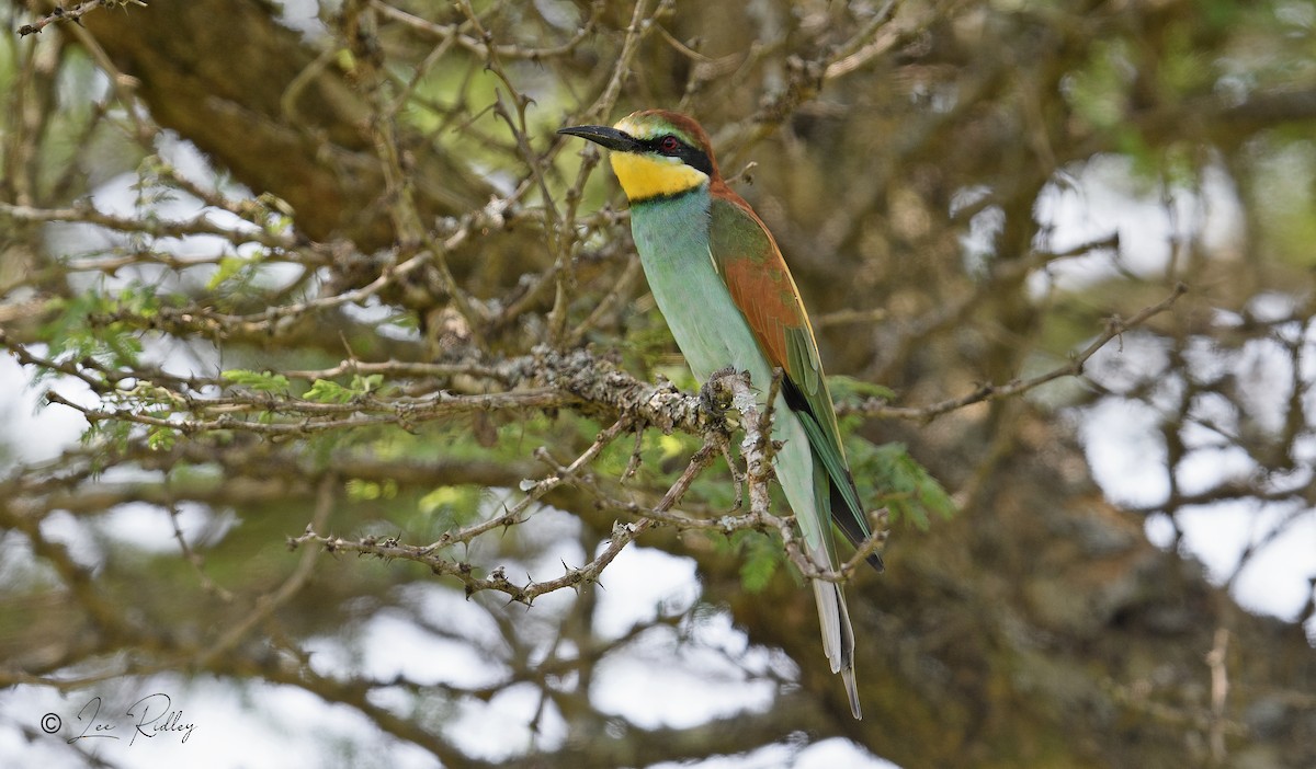 European Bee-eater - Lee Ridley