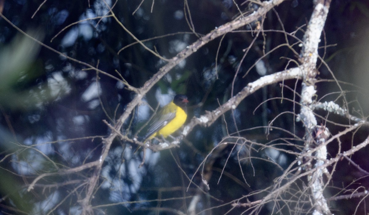 African Black-headed Oriole - Lee Ridley