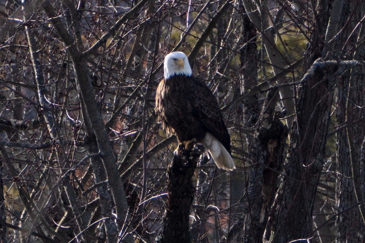 Bald Eagle - ML614531296