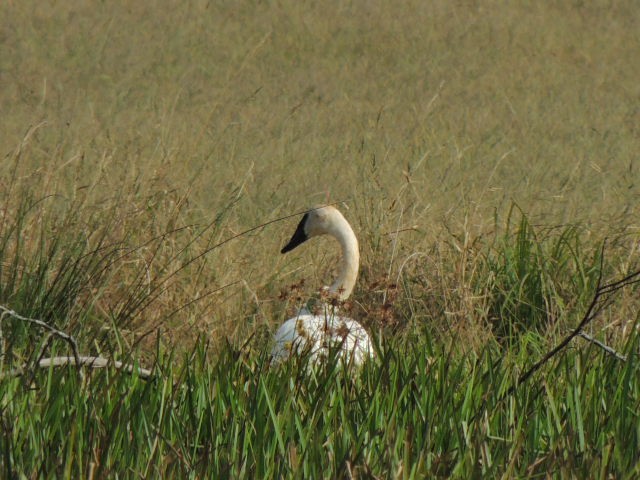 Trumpeter Swan - ML61453131